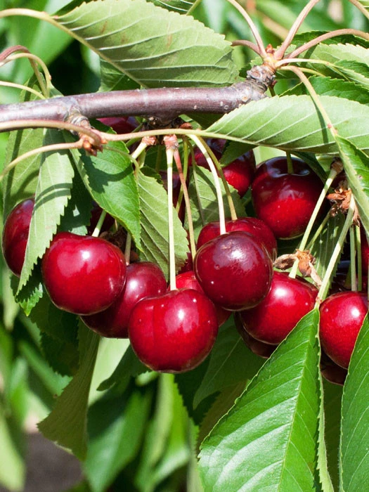 Duo-Kirschbaum - Sunburst Und Burlat 2 Duo-Kirschbaum - Sunburst Und Burlat – Bild 2