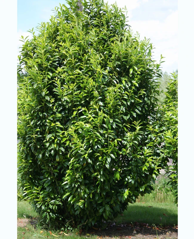 Prunus Laurocerasus Genolia® 'Mariblon', Säulenförmiger Kirschlorbeer 6 Prunus Laurocerasus Genolia® 'Mariblon', Säulenförmiger Kirschlorbeer – Bild 6