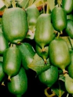 Selbstfruchtbare Kiwi 'Issai', Minikiwi Oder Bayernkiwi