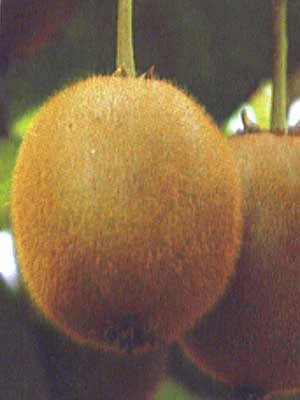 Weibliche Kiwi 'Hayward' 1 Weibliche Kiwi 'Hayward'