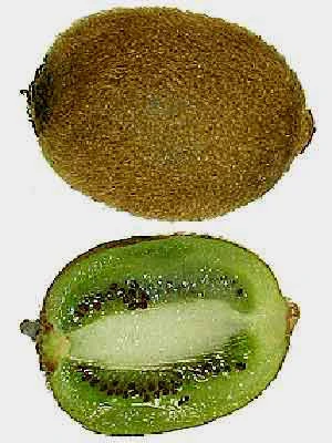 Weibliche Kiwi 'Hayward' 2 Weibliche Kiwi 'Hayward' – Bild 2