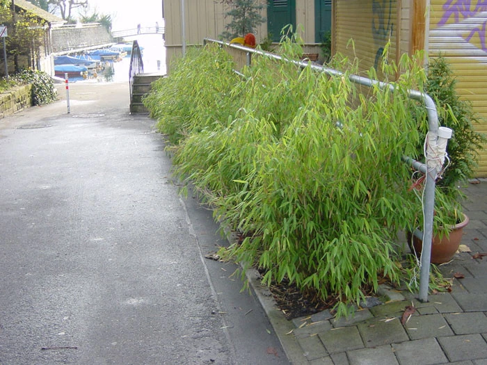 Fargesia Murielae 'Bimbo', Kleiner Gartenbambus 2 Fargesia Murielae 'Bimbo', Kleiner Gartenbambus – Bild 2