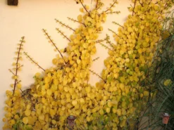 Hydrangea Petiolaris, Kletterhortensie -Gartenbedarfs Geschäft kletterhortensie 1280x1280