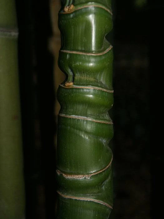 Phyllostachys Aurea, Gelber Bambus 3 Phyllostachys Aurea, Gelber Bambus – Bild 3