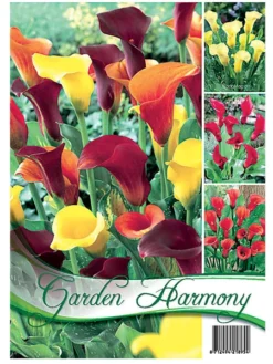 Kollektion Calla In Orange Und Gelb (Art.Nr. 522618)