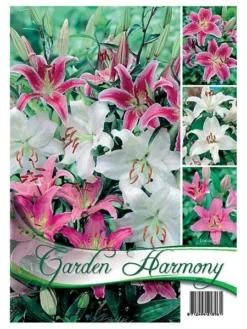 Kollektion Lilien In Rosa Und Weiß (Art.Nr. 522619)