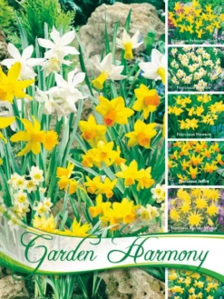 Kollektion Botanische Narzissen Zum Verwildern (Art.Nr. 598216)