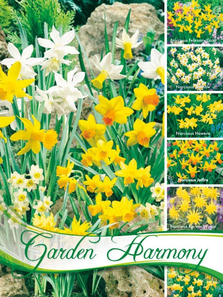 Kollektion Botanische Narzissen Zum Verwildern (Art.Nr. 598216) 1 Kollektion Botanische Narzissen Zum Verwildern (Art.Nr. 598216)
