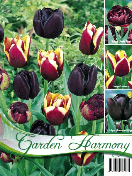 Kollektion Schwarze Tulpen (Art.Nr. 598202) 1 Kollektion Schwarze Tulpen (Art.Nr. 598202)