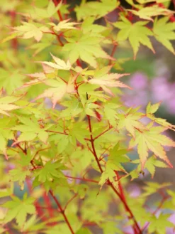 Acer Palmatum 'Sangokaku', Korallenahorn