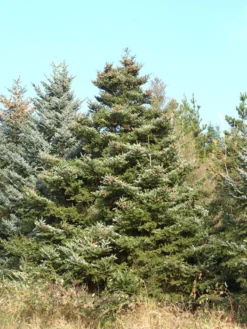 Abies Koreana, Korea-Tanne