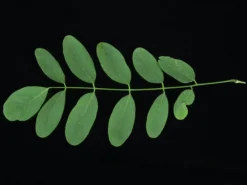 Robinia Pseudoacacia 'Tortuosa', Korkenzieher-Robinie 8 Robinia Pseudoacacia 'Tortuosa', Korkenzieher-Robinie -Gartenbedarfs Geschäft korkenzieher robinie blatt 1280x1280