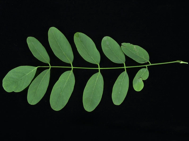 Robinia Pseudoacacia 'Tortuosa', Korkenzieher-Robinie 4 Robinia Pseudoacacia 'Tortuosa', Korkenzieher-Robinie – Bild 4