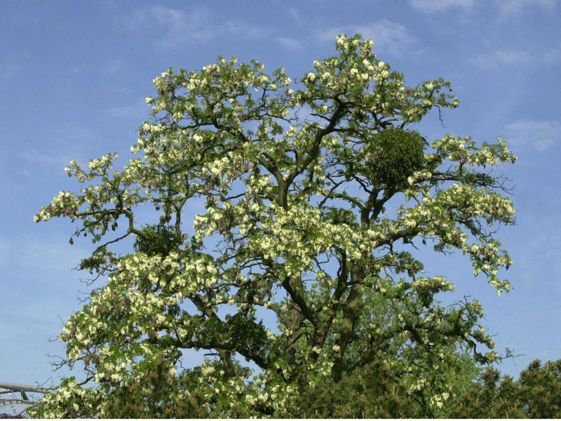 Robinia Pseudoacacia 'Tortuosa', Korkenzieher-Robinie 2 Robinia Pseudoacacia 'Tortuosa', Korkenzieher-Robinie – Bild 2