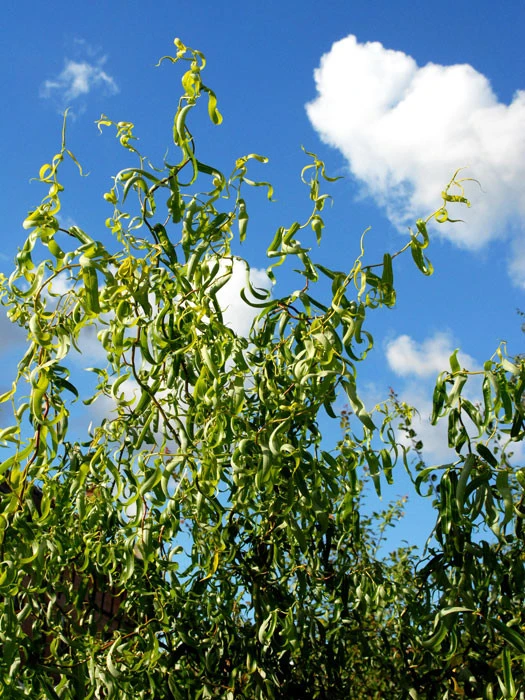 Salix Matsudana 'Tortuosa', Korkenzieherweide 1 Salix Matsudana 'Tortuosa', Korkenzieherweide