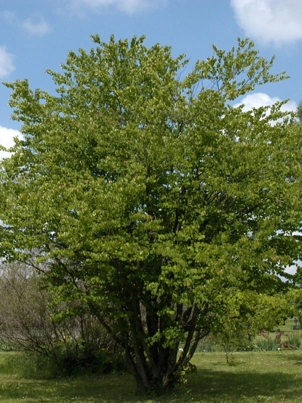 Cercidiphyllum Japonicum, Kuchenbaum 1 Cercidiphyllum Japonicum, Kuchenbaum