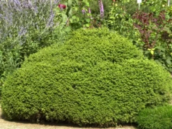 Picea Abies 'Little Gem', Kugel-Fichte, Kissen-Fichte 5 Picea Abies 'Little Gem', Kugel-Fichte, Kissen-Fichte -Gartenbedarfs Geschäft kugel fichte little gem 1280x1280