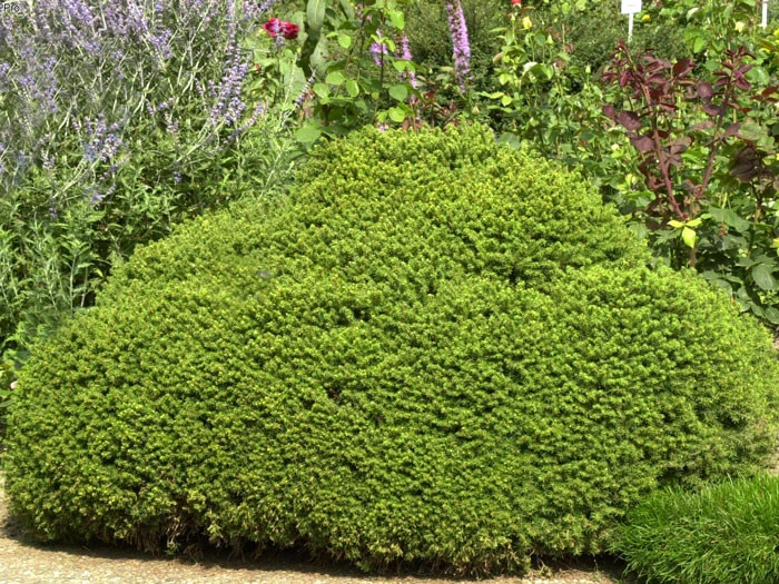 Picea Abies 'Little Gem', Kugel-Fichte, Kissen-Fichte 3 Picea Abies 'Little Gem', Kugel-Fichte, Kissen-Fichte – Bild 3