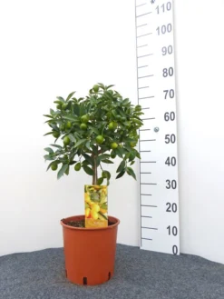 Citrus Fortunella Japonica Kumquat, Ei-Mandarine, Kumquat