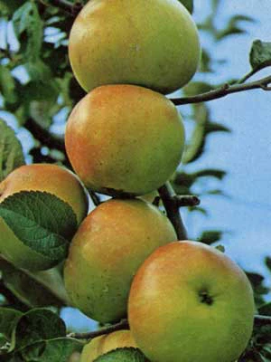 Apfel Landsberger Renette 1 Apfel Landsberger Renette