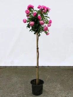 Rosen-Stämmchen Leonardo Da Vinci ® - Meilland 5 Rosen-Stämmchen Leonardo Da Vinci ® - Meilland -Gartenbedarfs Geschäft leonardo da vinci stamm 1280x1280