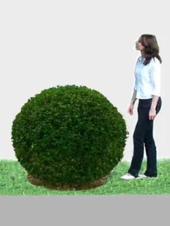 Ligusterkugel, Ligustrum Vulgare Atrovirens - XXL-Produkt