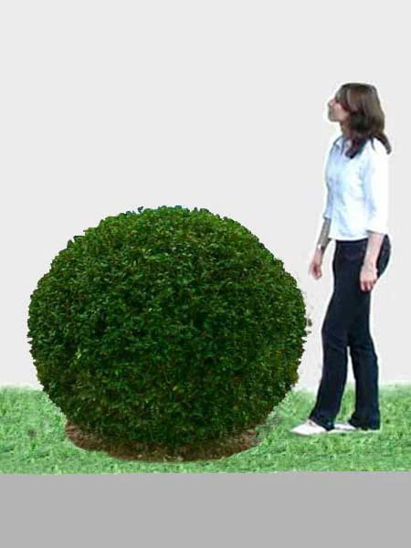 Ligusterkugel, Ligustrum Vulgare Atrovirens - XXL-Produkt 1 Ligusterkugel, Ligustrum Vulgare Atrovirens - XXL-Produkt