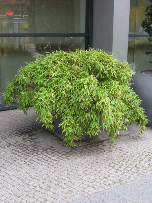 Fargesia Murielae 'Simba', Löwenbambus, Mähnenbambus 3 Fargesia Murielae 'Simba', Löwenbambus, Mähnenbambus – Bild 3