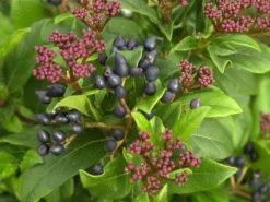 Viburnum Tinus, Lorbeer-Schneeball 5 Viburnum Tinus, Lorbeer-Schneeball -Gartenbedarfs Geschäft lorbeer schneeball 1280x1280