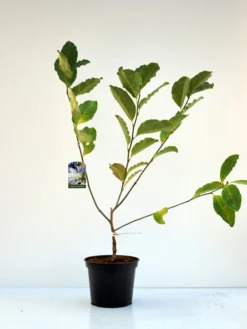 Magnolia Loebneri 'Wildcat', Magnolie