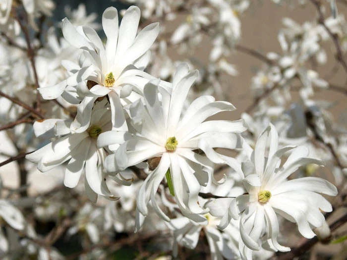Magnolia Stellata 'Royal Star', Sternmagnolie 2 Magnolia Stellata 'Royal Star', Sternmagnolie – Bild 2