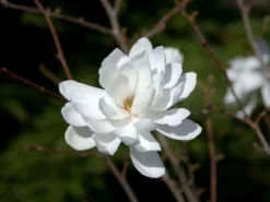 Magnolia Loebneri 'Wildcat', Magnolie -Gartenbedarfs Geschäft magnolie wildcat 1280x1280