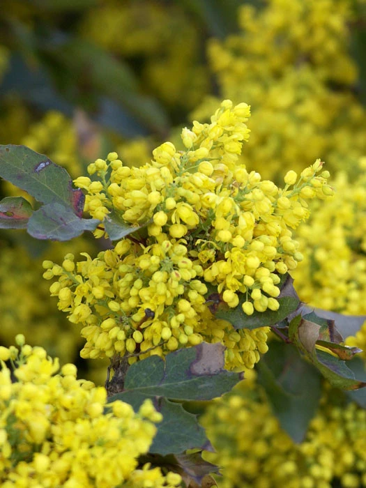 Mahonia Aquifolium 'Apollo', Zwergmahonie 1 Mahonia Aquifolium 'Apollo', Zwergmahonie