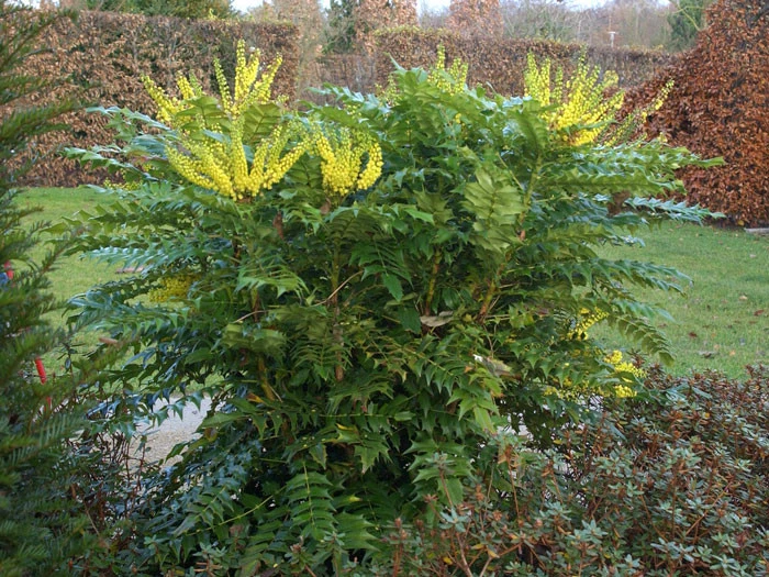 Mahonia Media 'Winter Sun', Mahonie 2 Mahonia Media 'Winter Sun', Mahonie – Bild 2