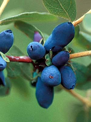 Maibeere 'Blue Velvet' - Honigbeere 1 Maibeere 'Blue Velvet' - Honigbeere