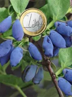 Maibeere 'Kalinka' - Honigbeere