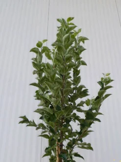 Malus Evereste, Zierapfel - Hochstamm -Gartenbedarfs Geschäft malus evereste krone55599d089afb8 1280x1280