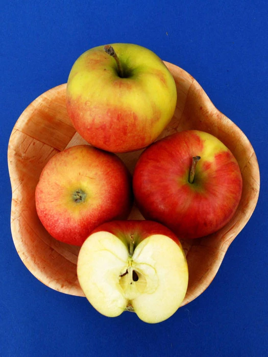 Jonagold, Apfel - U-Spalier 2 Jonagold, Apfel - U-Spalier – Bild 2