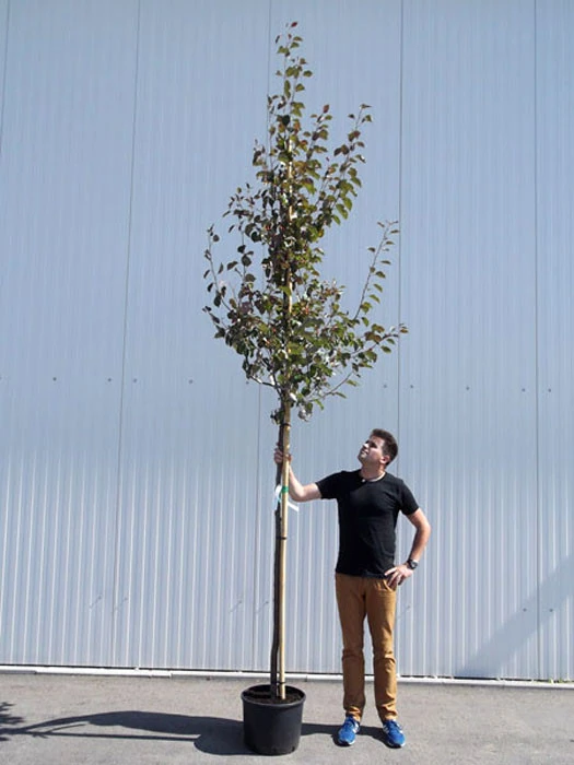 Malus Sargentii 'Rudolph', Zierapfel - Hochstamm 3 Malus Sargentii 'Rudolph', Zierapfel - Hochstamm – Bild 3