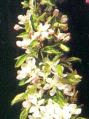 Säulenapfel 'Starcats' ® 2 Säulenapfel 'Starcats' ® – Bild 2