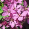 Clematis 'Margret Hunt'