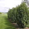 Prunus Laurocerasus Genolia® 'Mariblon', Säulenförmiger Kirschlorbeer