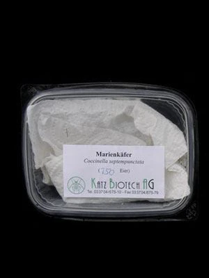 7-Punkt-Marienkäfer (Art.Nr. KB2016) 2 7-Punkt-Marienkäfer (Art.Nr. KB2016) – Bild 2
