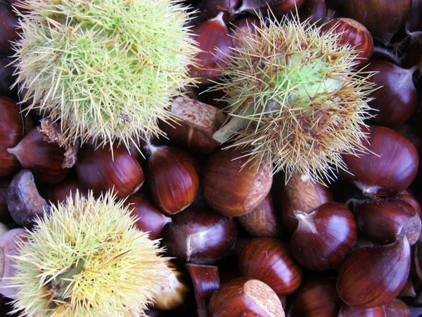 Marone, Edelkastanie, Esskastanie 1 Marone, Edelkastanie, Esskastanie