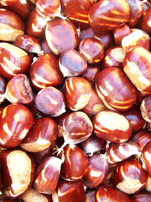 Esskastanie/Marone 'Bouche De Betizac' 1 Esskastanie/Marone 'Bouche De Betizac'