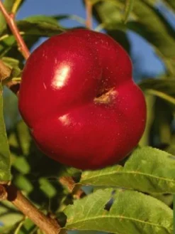 Tellernektarine 'Mesembrine'