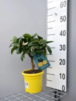 Zitronenbaum 'Meyerzitrone' - Lemon Time® -Gartenbedarfs Geschäft meyer zitrone klein 1 1280x1280