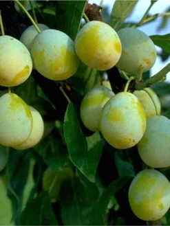 Mirabelle 'Mirabelle Von Nancy'