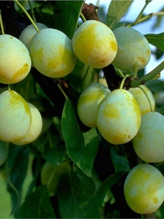 Mirabelle 'Mirabelle Von Nancy' 1 Mirabelle 'Mirabelle Von Nancy'