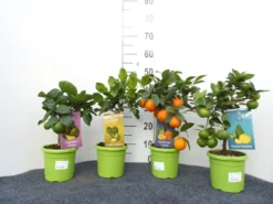 Limettenbaum 'Kaffir-Limette' - Lime Time® -Gartenbedarfs Geschäft mix limetten sorten 1280x1280